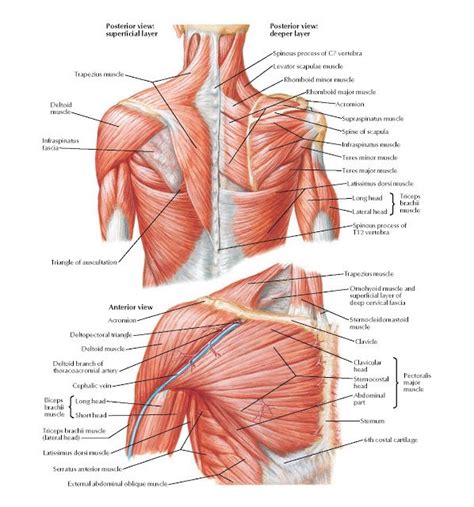 Muscles Of Shoulder Anatomy Spinous Process Of C7 Vertebra Levator