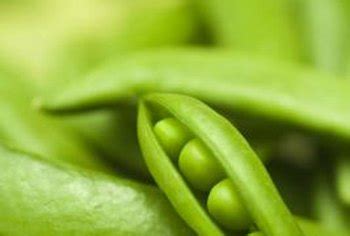 Keep weeds under control during the coreopsis growing season. Why Are Pea Plants Turning Brown? | Home Guides | SF Gate