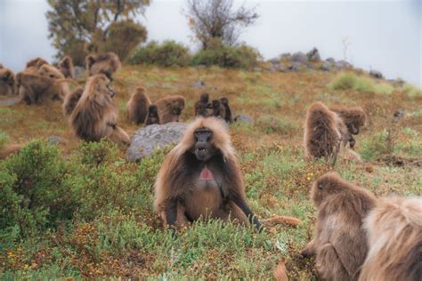How To Visit The Gelada Monkeys In Ethiopia World Of Wanderlust