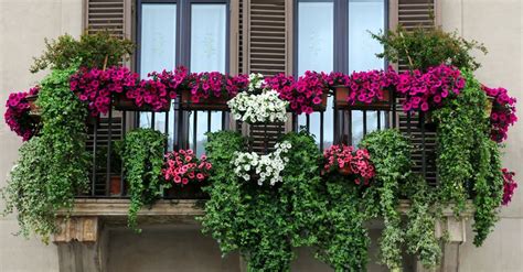 Existen muchas plantas colgantes de exterior que pueden decorar tu ventana o balcón, tienes muchas opciones entre plantas bajas, altas, frondosas, sin una duda esta seria una combinación. Cinco plantas perfectas para el balcón | Balcones con ...