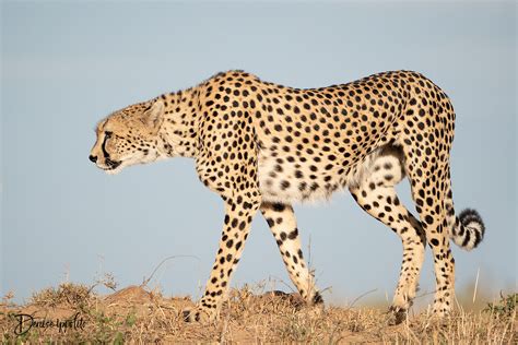 Cheetahs In The Mara — A Creative Adventure Photography By Denise Ippolito