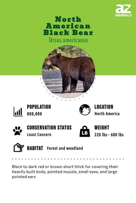 North American Black Bear Animal Facts Ursus Americanus A Z Animals