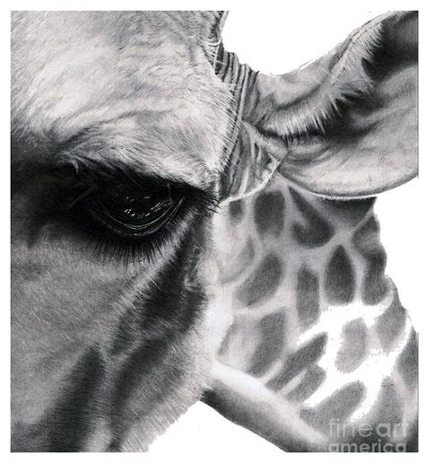 Learn how to draw a giraffe in colored pencil. Realistic Pencil Drawing of a Giraffe Original Pencil ...