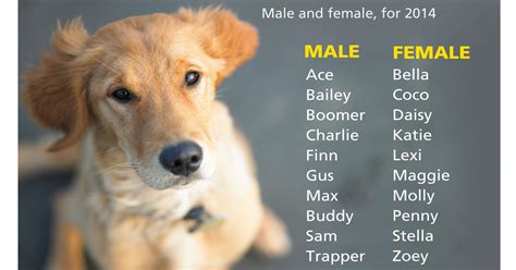 Delaware By The Numbers Most Popular Dog Names