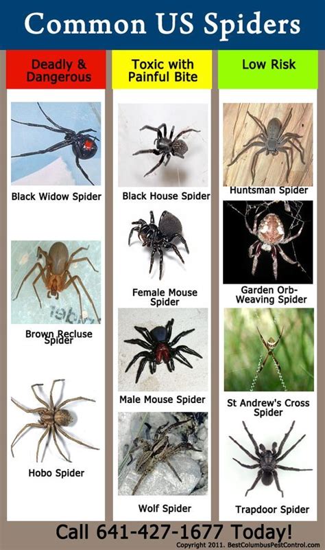 Usa Common Spider Identification Chart Good To Know Spider