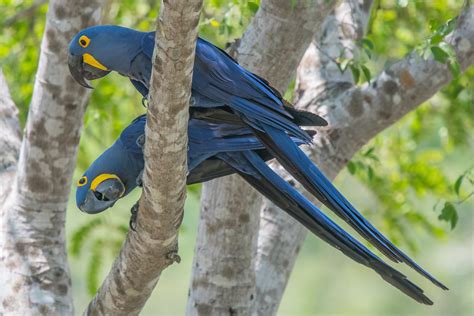 Try To See It My Way Hyacinth Macaws Mate For Life And Spe Flickr
