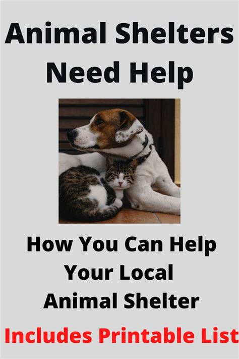 Animal Shelters Need Help In 2020 Animal Shelter Pet Care Kitten Care