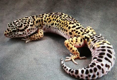 Reptiles Y Anfibios Gecko Leopardo Cuidados Terrario Alimentación