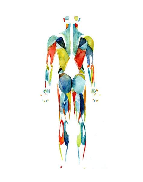 Muscular System Watercolor Print In Red Green Blue Body Etsy