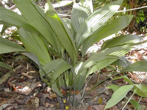Secara tradisinya tumbuhan ini sangat mujarab untuk merawat semua penyakit. LEMBA - Curculigo Latifolia | Herba Semulajadi Malaysia