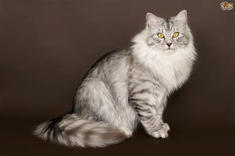 Siberian Cat Breed Facts Highlights And Buying Advice