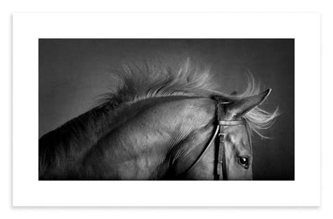 Equine Mark Harvey Photography