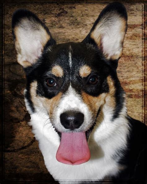 Before you decide to buy a yorkie, learn a little more about their origins, personality. San Diego Zoo Animal Ambassador via The Daily Corgi #corgi ...