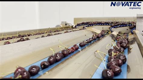 Novatec Sa Sorting And Packing Line For Cherries Youtube
