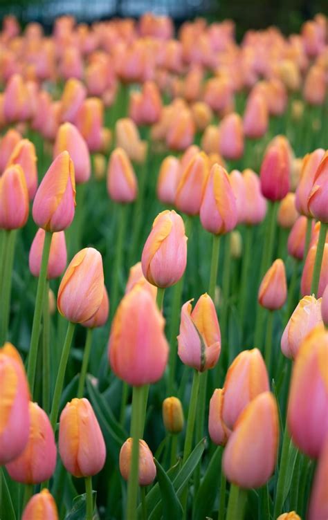 Tips For Planting Tulip Bulbs For Spring Growth Daylily Nursery