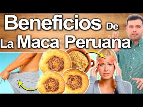 Descubre los increíbles beneficios de la maca y la damiana Para qué sirven estas poderosas