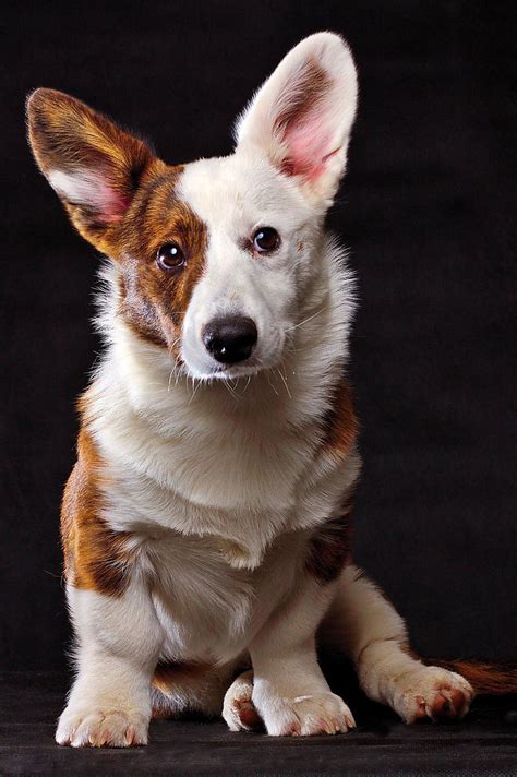 The cardigan welsh corgi /ˈkɔːrɡi/ is one of two separate dog breeds known as welsh corgis that originated in wales; Nice Wallpapers, Animals, 3D, Nature Wallpapers: Cardigan ...
