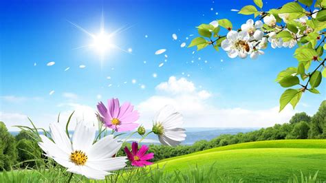 Fleurs Et Ciel Beautiful Summer Wallpaper Scenery Wallpaper