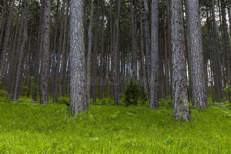 Pine Tree Forest Stock Photo Image Of Plant Spring 118067996