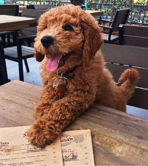 Cute Brown Curly Hair Puppy - 214 Best hair ideas images | Hair, Long hair styles, Hair styles
