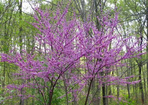 Purple Flower Tree Ohio Best Flower Site