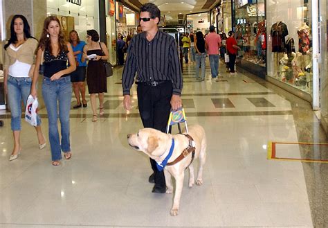 But regardless of how a dog may become blind, blind dogs require special care that is different than that of a sighted dog. Guide dog - Wikipedia
