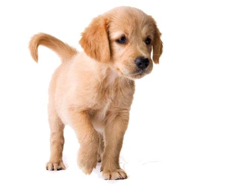 Cute Puppy Png Images Png All Png All