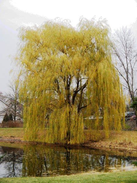 Golden Weeping Willow Trees For Sale Online View Now