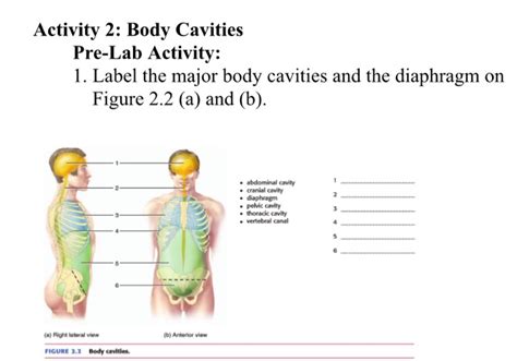 33 Label The Body Cavities Labels For Your Ideas