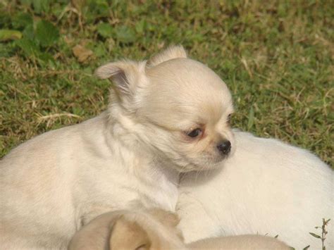 Our 101 dog price list in india is not some random, out of the blue calculation. Chihuahua Puppies for Sale: Price in India | Mr n Mrs Pet (With images) | Chihuahua puppies ...