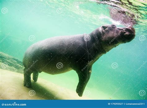 Cute Hippopotamus Swim Underwater In A Zoo Stock Image Image Of