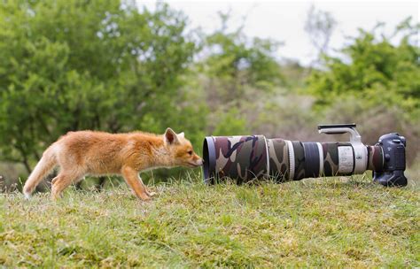 Fox Nature Lisenok Animal Camera Funny F Wallpaper 2048x1317 309728 Wallpaperup