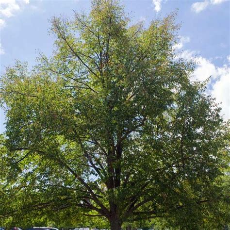 Greenspire Linden Tilia Cordata Greenspire 7 Gallon Potted Tree