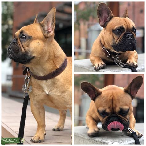 Stud Dog - Fawn Purebred Frenchie - Great Build! Stud Service - Breed ...