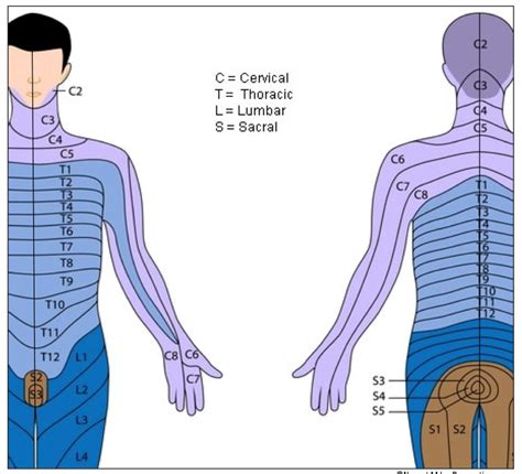 Dermatome Chart Chest Dermatomes Chart And Map