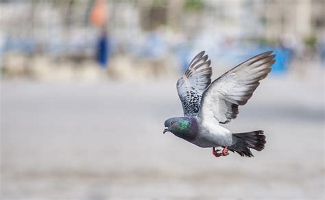 Pigeon In Flight By Abdou Moussaoui
