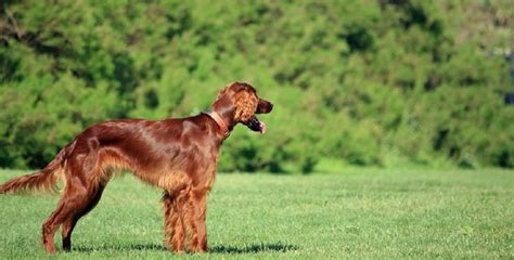 Írsky Seter Irish Setter Irský Setr Pes Bruno