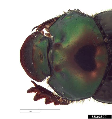 Burrow Dung Beetle Onthophagus Cuniculis Coleoptera Scarabaeidae