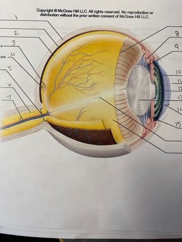 Anatomy Of Eye Flashcards Quizlet