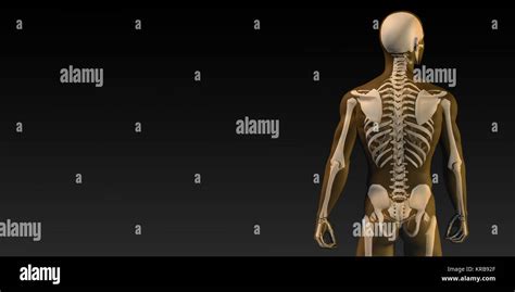 Human Bone Structure Diagram Stock Photo Alamy