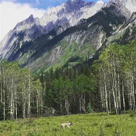 The town of banff wedding packages offer beautiful reception and ceremony venues with stunning views that are. Storm Mountain Lodge, Banff, Alberta, Wedding Venue