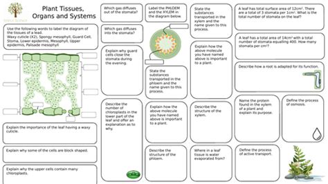 Home Learning Revision Plant Tissues Organs And Systems Aqa Gcse