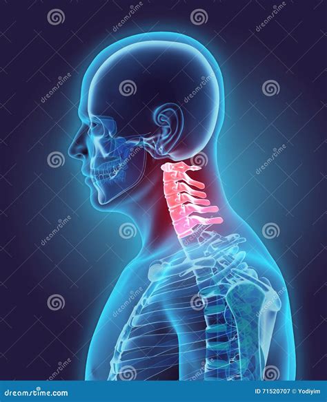 3d Illustration Of Cervical Spine Part Of Human Skeleton Royalty