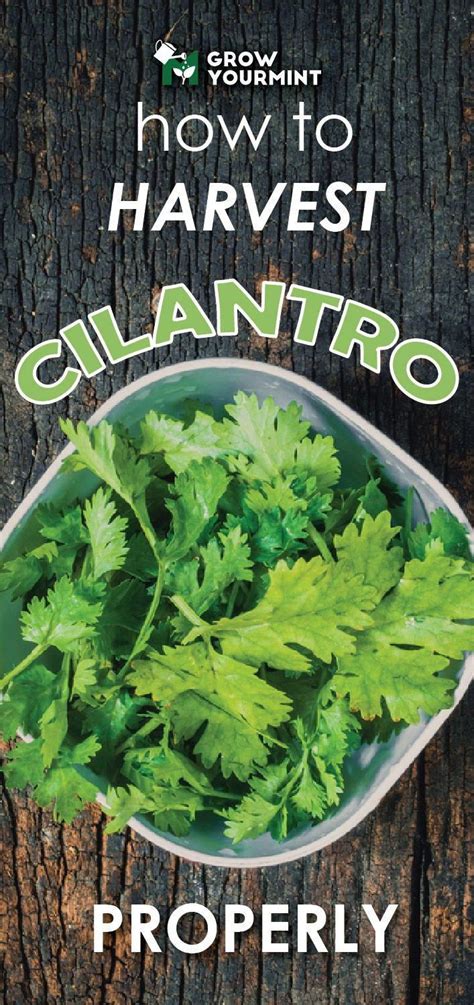 Maybe you would like to learn more about one of these? How to properly harvest cilantro or coriander - whatever ...