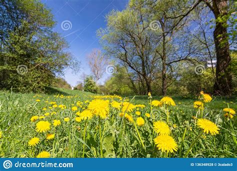 Yellow Dandelion Flowers On Peaceful Meadow With Trees In The
