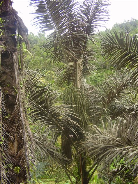 pohon aren dan pikiran sukses | Blog Arenga Indonesia