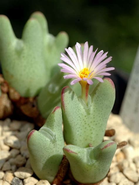 While landscaping solely with succulents and hardscape is possible and looks good, you might want to consider these companion plants, which highlight the form. Conophytum bilobum subsp. gracilistylum | Small succulent ...