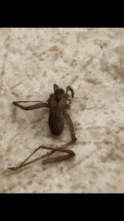 Loxosceles Reclusa Brown Recluse In Stcharles Missouri United States