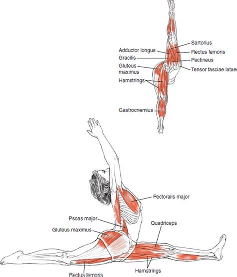 Maybe you would like to learn more about one of these? Anatomy Ofsirsasana Pose / Head To Knee Forward Bend Yoga ...