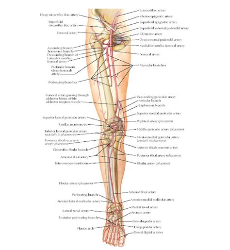 Arteries Of Lower Limb Schema Anatomy Pediagenosis Sexiz Pix